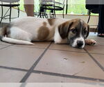 Small #4 Mutt