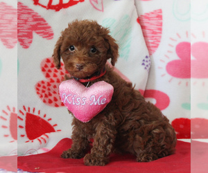 Poodle (Miniature)-Poodle (Toy) Mix Puppy for sale in GORDONVILLE, PA, USA