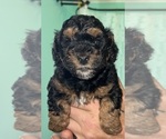 Small Photo #4 Poodle (Toy) Puppy For Sale in ATLANTIC BEACH, FL, USA