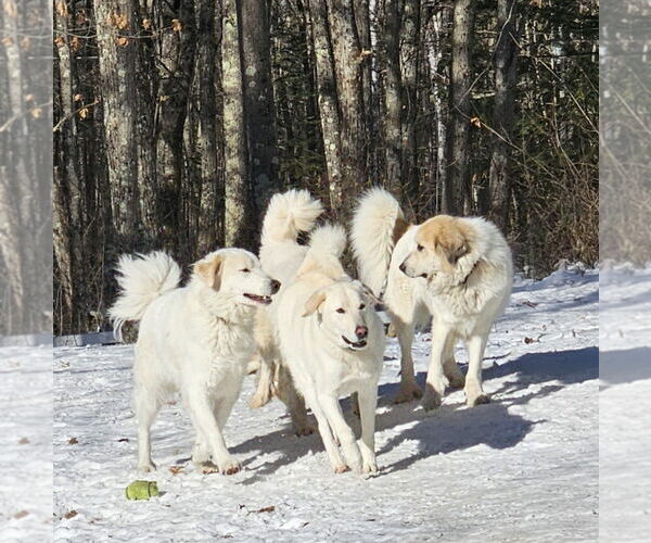Medium Photo #3 Great Pyrenees Puppy For Sale in Croydon, NH, USA