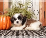 Puppy 2 Shih Tzu
