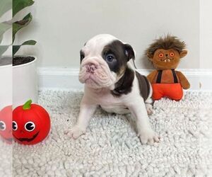 English Bulldog Puppy for sale in JOHNS ISLAND, SC, USA