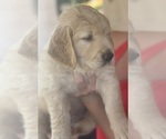 Small #1 Golden Retriever