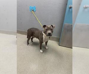 Mutt Dogs for adoption in Las Vegas, NV, USA