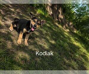 German Shepherd Dog Dogs for adoption in MIDWAY, UT, USA