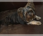 Small Photo #1 Yorkshire Terrier Puppy For Sale in RIVERSIDE, CA, USA