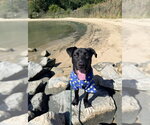 *OWEN - Male Mutt Dog for Adoption - Small photo