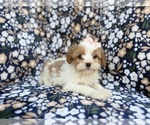 Small #2 Cavapoo (Miniature)