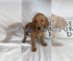 Small #4 Golden Retriever