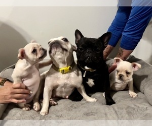 Father of the French Bulldog puppies born on 04/30/2023