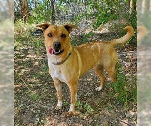 Mutt Dogs for adoption in Los Lunas, NM, USA