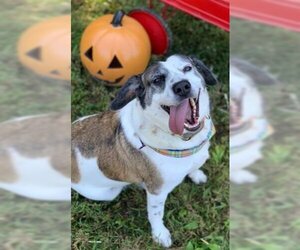 Archie - Male Feist Terrier-Unknown Mix Dog for Adoption - Photo #3
