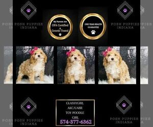 Poodle (Toy) Puppy for sale in WARSAW, IN, USA