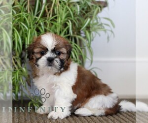 Shih Tzu Puppy for sale in MORGANTOWN, PA, USA