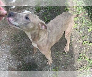 American Pit Bull Terrier Dogs for adoption in Glen Allen, VA, USA