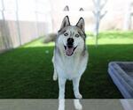 Small #1 Siberian Husky