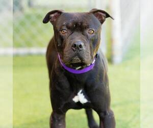 *KIP - Male Mutt Dog for Adoption - Photo #2