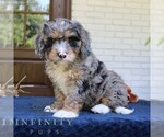 Small #3 Bernedoodle (Miniature)
