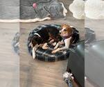 Small #6 Beagle Mix