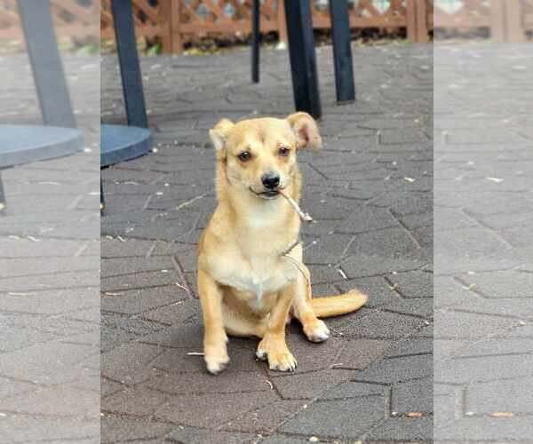 Medium Photo #8 Chihuahua Puppy For Sale in Sandy, UT, USA