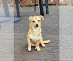 Small #7 Chihuahua