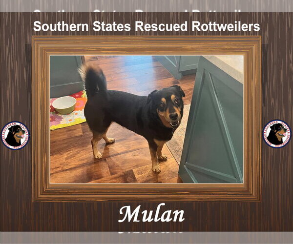 Medium Photo #1 Mutt Puppy For Sale in White Hall, AR, USA