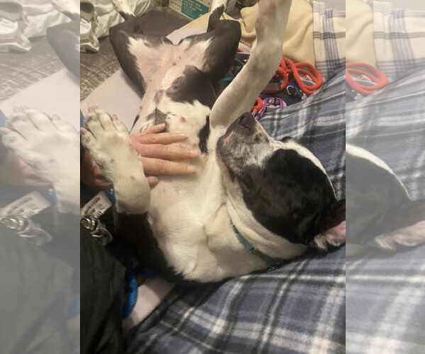 Medium Photo #4 Mutt Puppy For Sale in Rockville, MD, USA