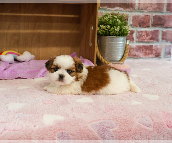Medium Photo #3 Shih Tzu Puppy For Sale in SYRACUSE, IN, USA