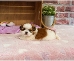 Small #2 Shih Tzu