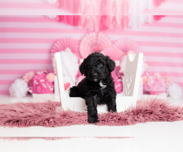 Medium Photo #8 Goldendoodle-Sheepadoodle Mix Puppy For Sale in FERNLEY, NV, USA