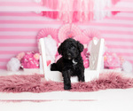 Small #7 Goldendoodle-Sheepadoodle Mix