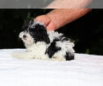 Small #8 Goldendoodle (Miniature)