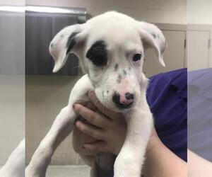 Labrador Retriever Dogs for adoption in Conroe, TX, USA