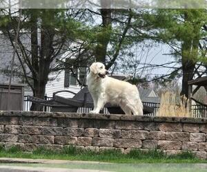 Mother of the English Cream Golden Retriever puppies born on 08/10/2025