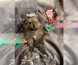 Pomeranian Puppy for sale in ALLIANCE, OH, USA