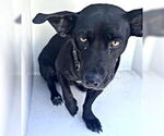 Small #1 Dachshund-Labrador Retriever Mix