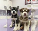 Small Photo #4 Siberian Husky Puppy For Sale in AMORY, MS, USA