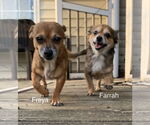 Small #11 Chihuahua Mix