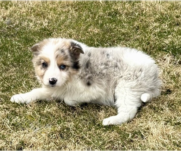 Medium Photo #3 Miniature Australian Shepherd Puppy For Sale in FAIR HAVEN, MI, USA