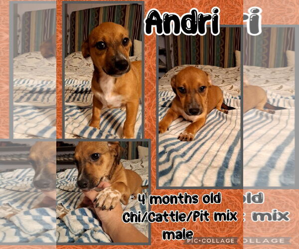 Medium Photo #3 Chihuahua-Unknown Mix Puppy For Sale in Jacksonville, NC, USA