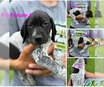 Puppy Puppy 1 German Shorthaired Pointer