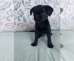 Puppy Roscoe Brussels Griffon
