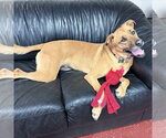 Small #10 Mutt