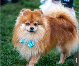 Father of the Pomeranian puppies born on 05/05/2025