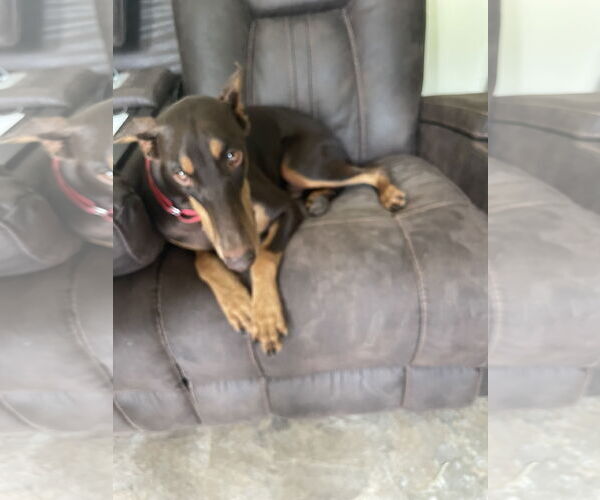 Medium Photo #7 Doberman Pinscher Puppy For Sale in Buffalo, MN, USA