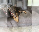Small #6 Doberman Pinscher