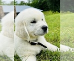 Small #5 English Cream Golden Retriever