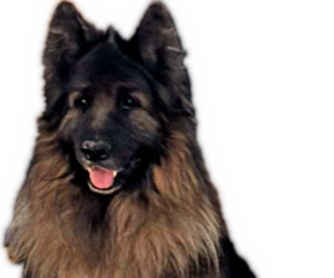 Father of the King Shepherd puppies born on 10/20/2025