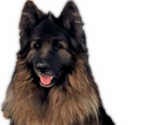 Small Photo #1 King Shepherd Puppy For Sale in GRAND CANYON CAVERNS, AZ, USA