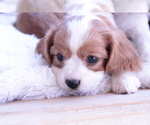 Small #16 Cavalier King Charles Spaniel
